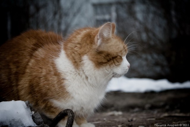 Котовторник - С праздником, котоводы!