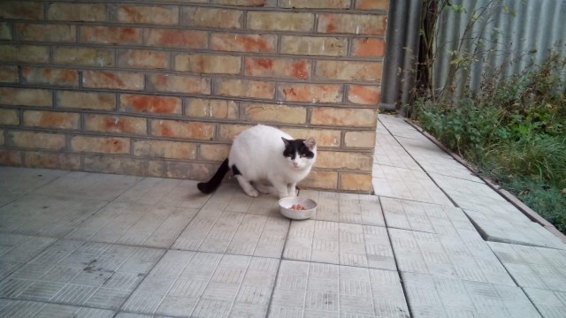 Котовторник (20.11.18)