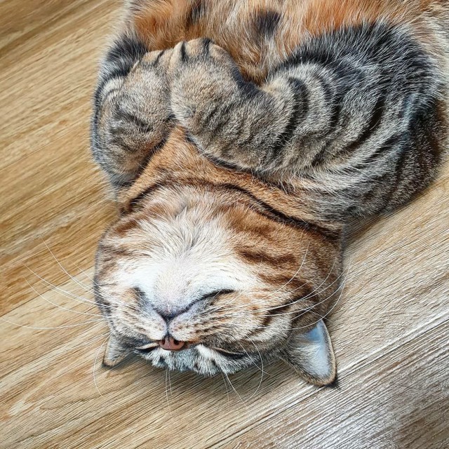 Прикольных котов пост