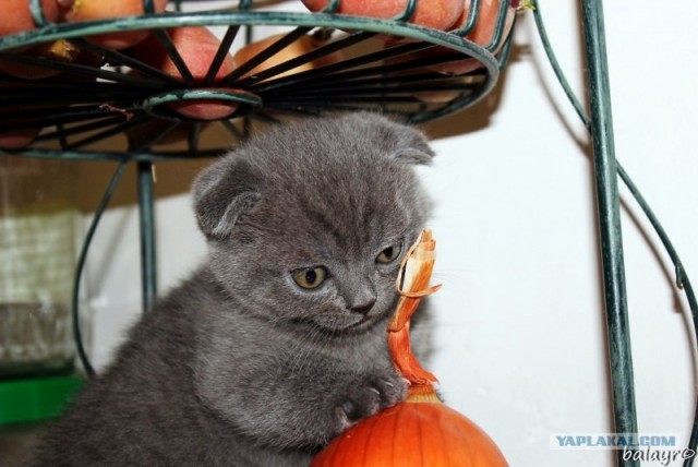 Котовторник! 13.03.2012