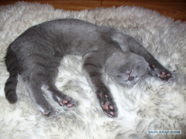 Котовторник 20.03.2012