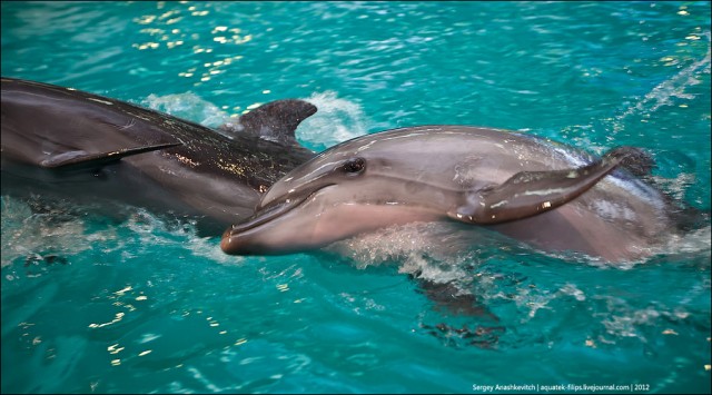 Дельфины-фотомодели