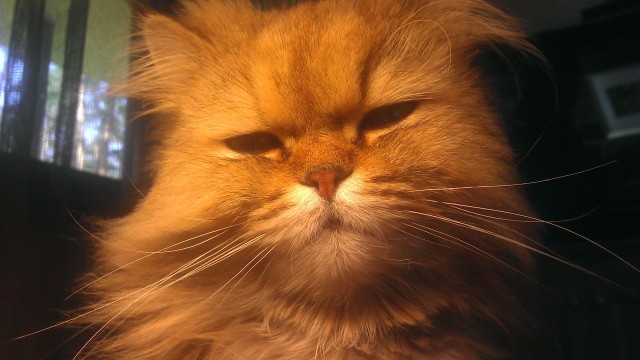 Котовторник  12. 06. 2012
