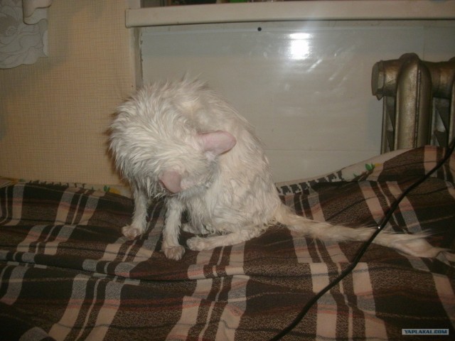 Котовторник на 26.06.12