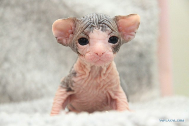 Сфинксики...