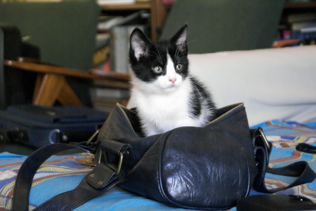 Котовторник  28.08.12