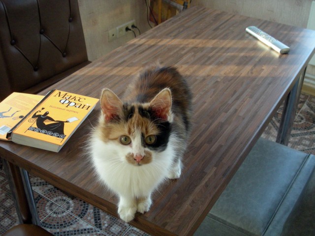 Котовторник 11.09.2012