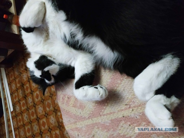 Кошки, которые заснули в самых невообразимых позах