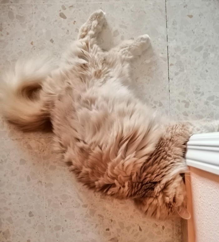 Начнем котоФторник?