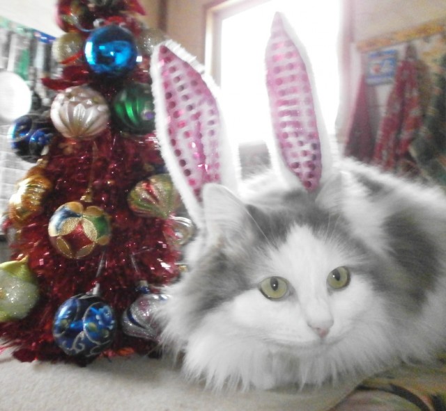 Котовторник *новогодний* 31/12/2019