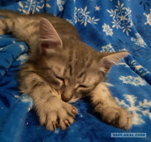 Котики-шпротики!)))