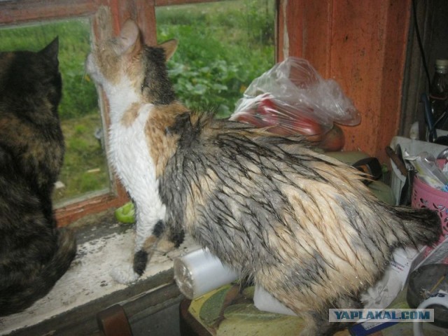 Жизнь домашнего приюта для котеек 298
