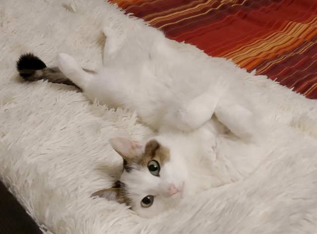 Последний котовторник 2020 года