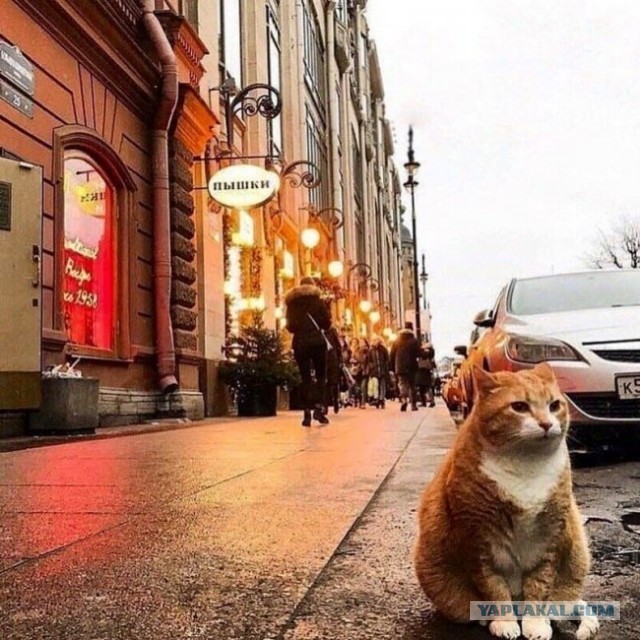 Бездомные котики, которые превратили магазины в свои владения