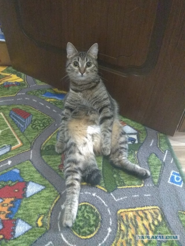 Вторник-кото