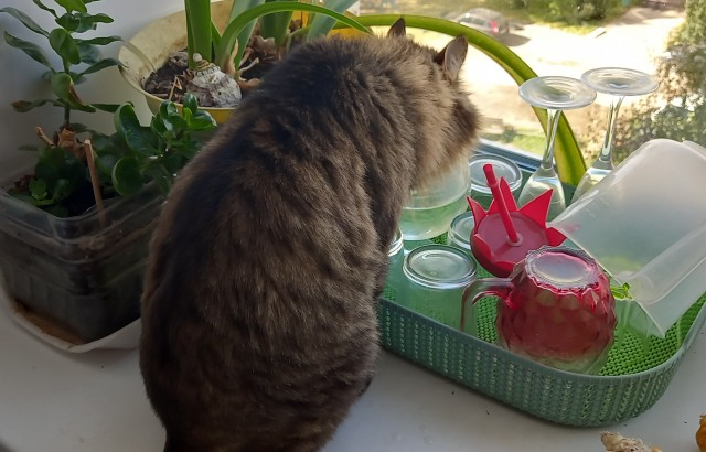 Котовторник 28.09.21