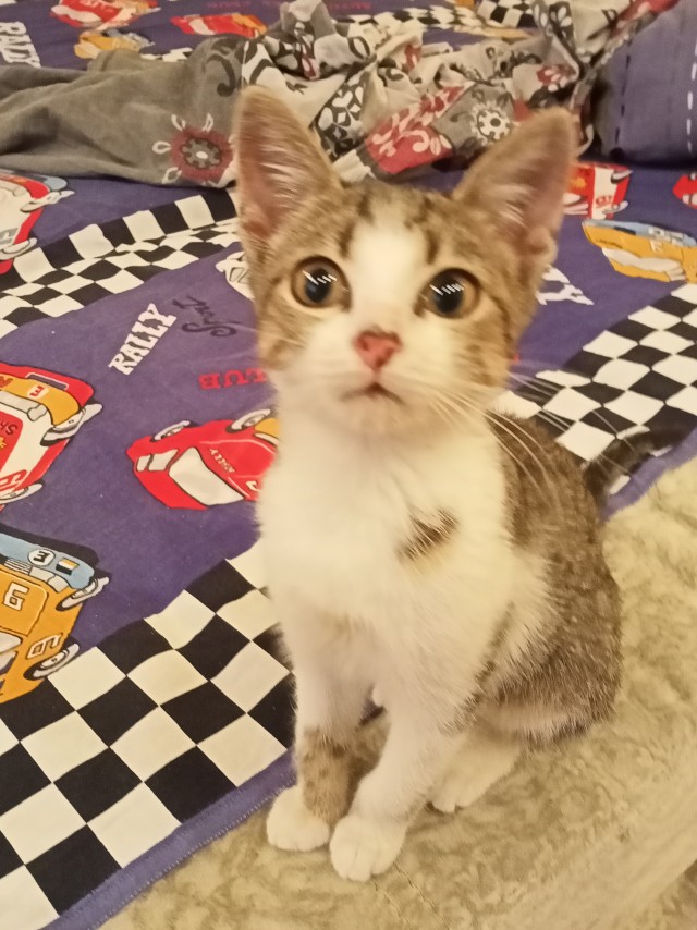 Котовторник
