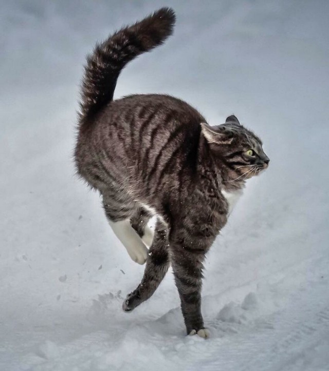 Котовторниковское