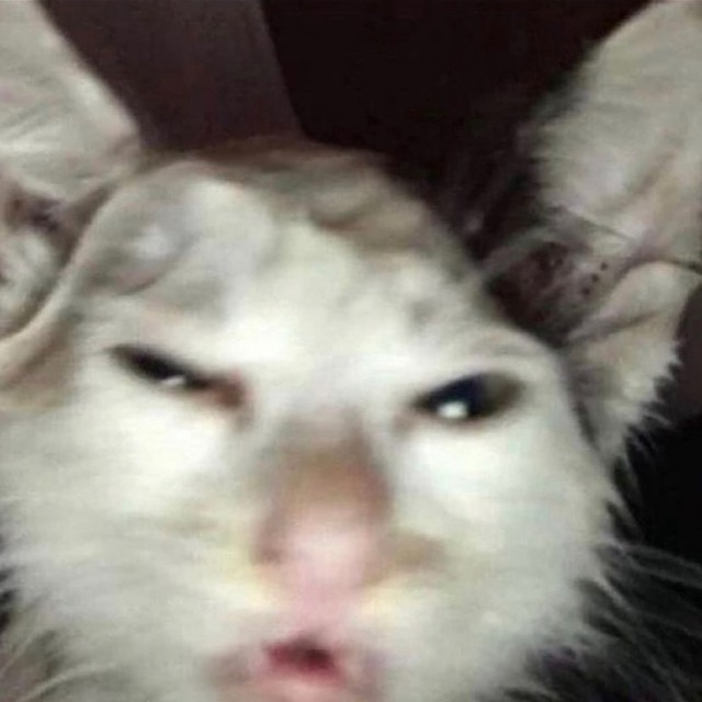 Котовторник