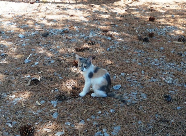 Котовторник. Немного сицилийских котов.