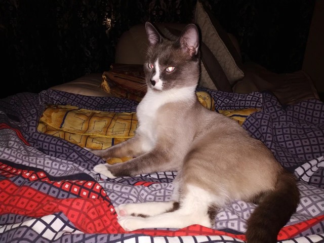 К котовторнику