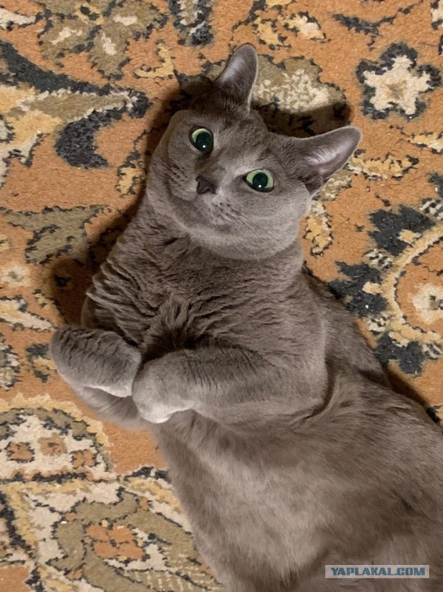 Не котовторник, но у нас пополнение в составе