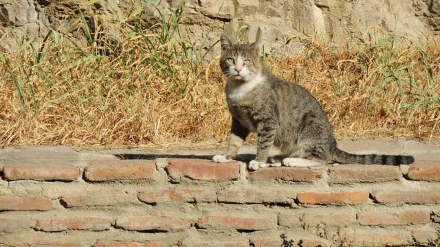 Стамбульские коты