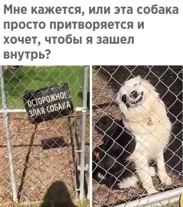 Картинки и мемы для настроения - 119