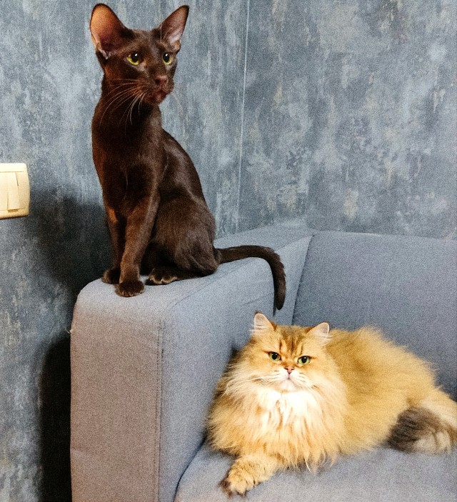 Вторник, ваши коты и кошки в студию