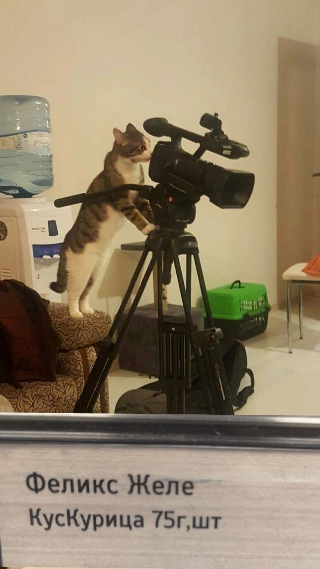 Котовторник