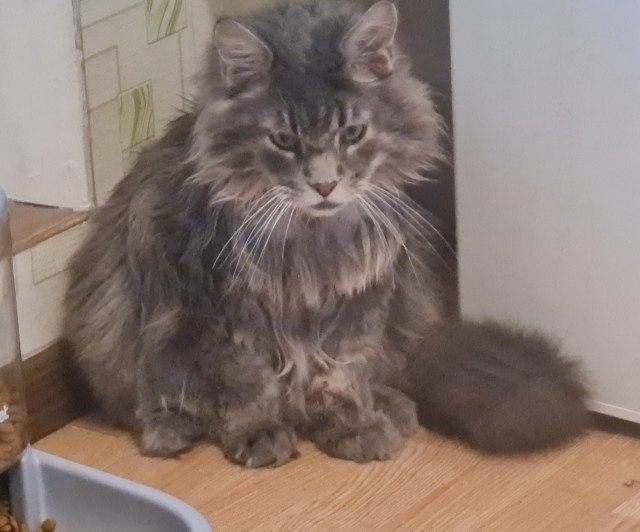 Знакомьтесь, это моя кошечка, зовут Япа
