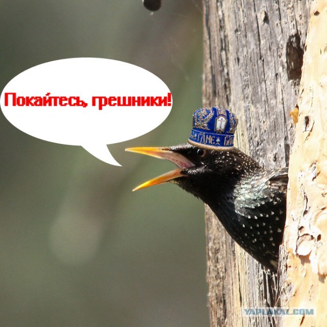 Храм Скворца Спасителя