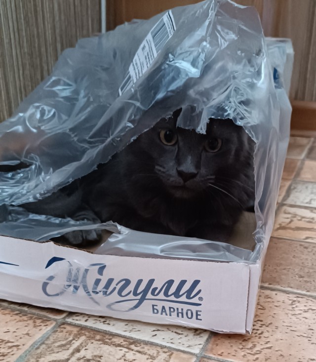 Все собаки дураки!