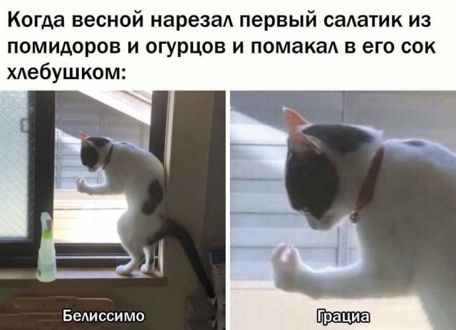 Куча веселых картинок