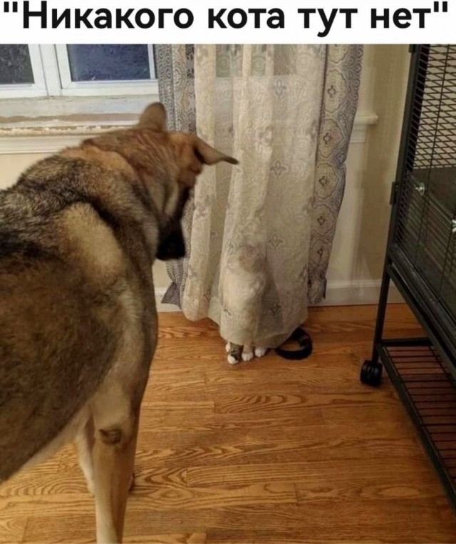 Котовторник в картинках