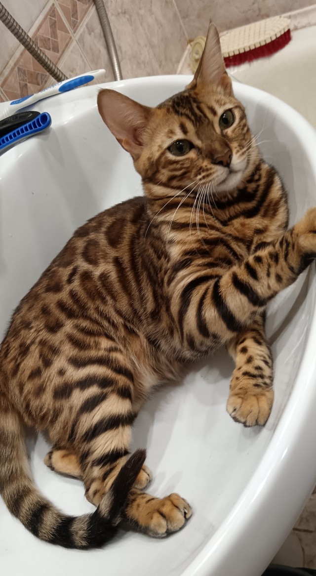Котовторник