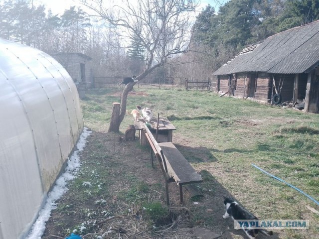 Жизнь домашнего приюта для котеек 539