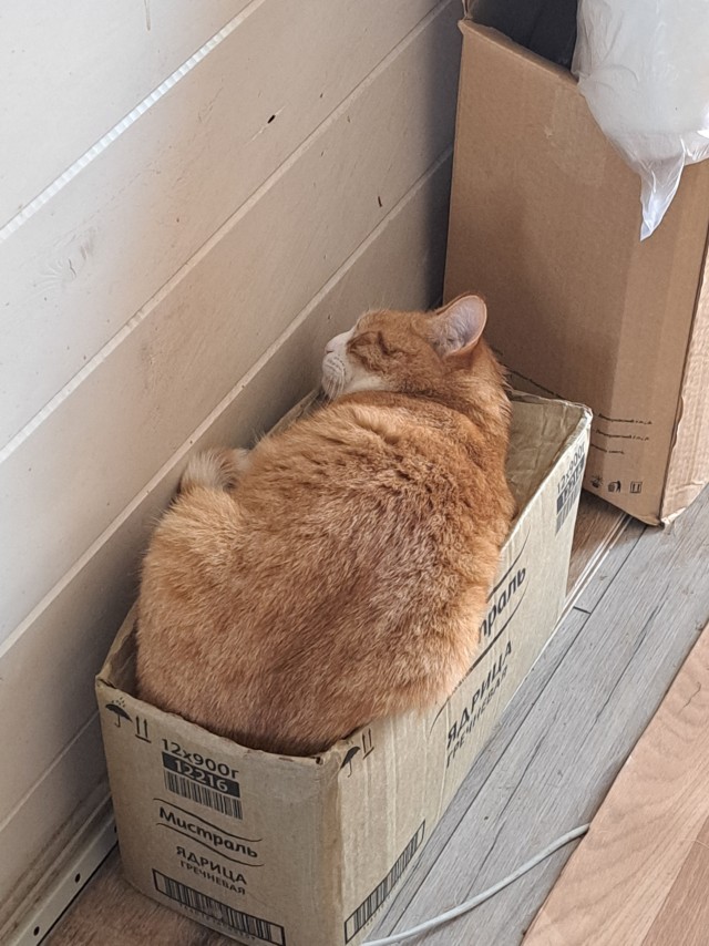 Коты и коробки