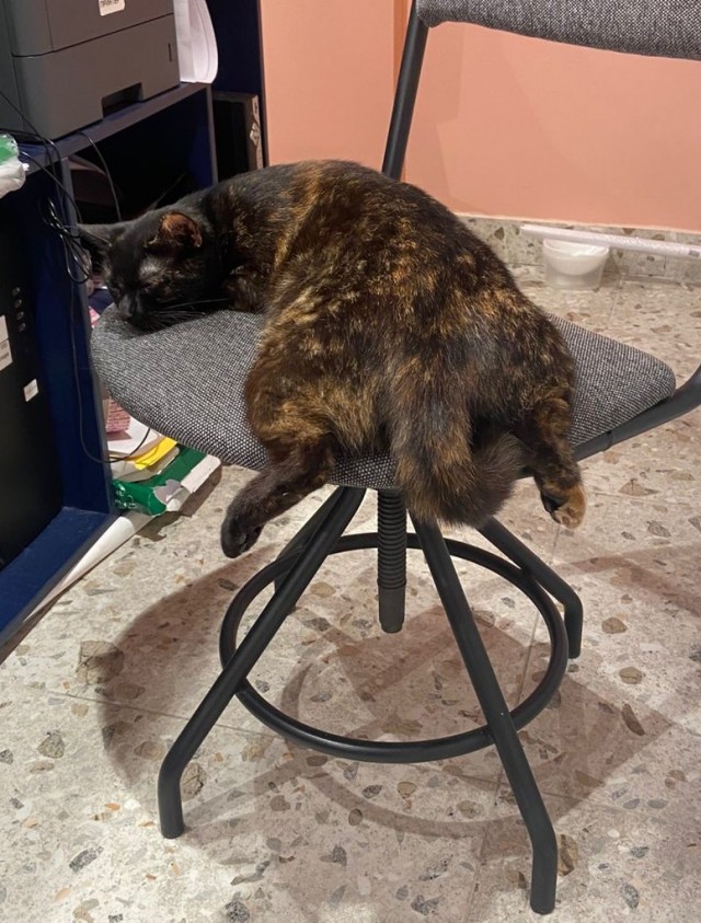 Хоть и не котовторник,но все же...