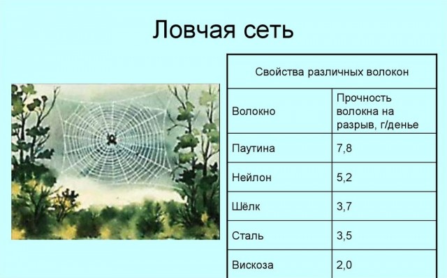 Секреты идеальной нити: что скрывает паучий шёлк