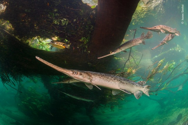 15 главных кадров конкурса Wildlife Photographer of the Year