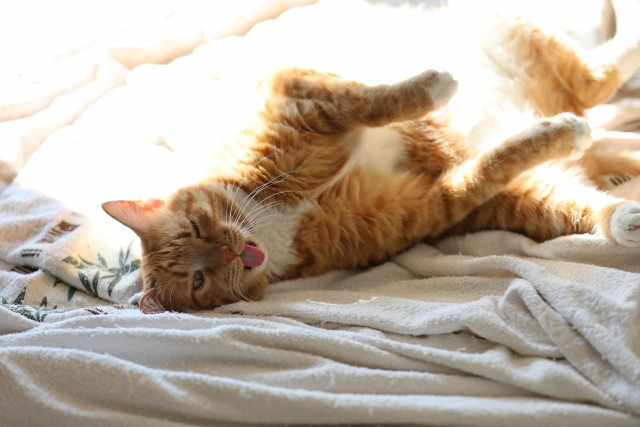 Осенний кот