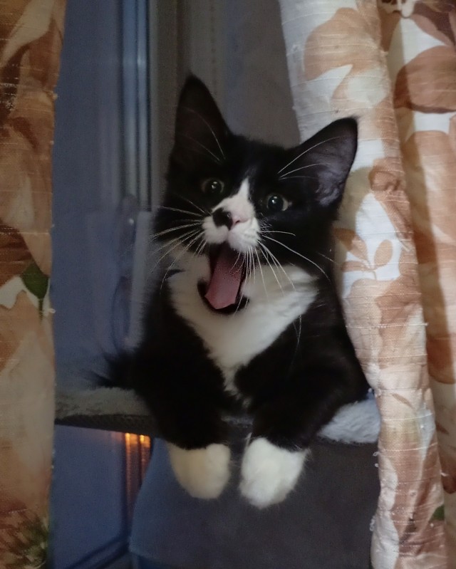 Вторник. Котовторник 28.10.25