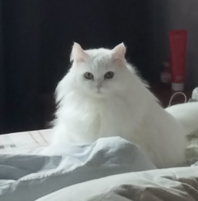 У нас кот