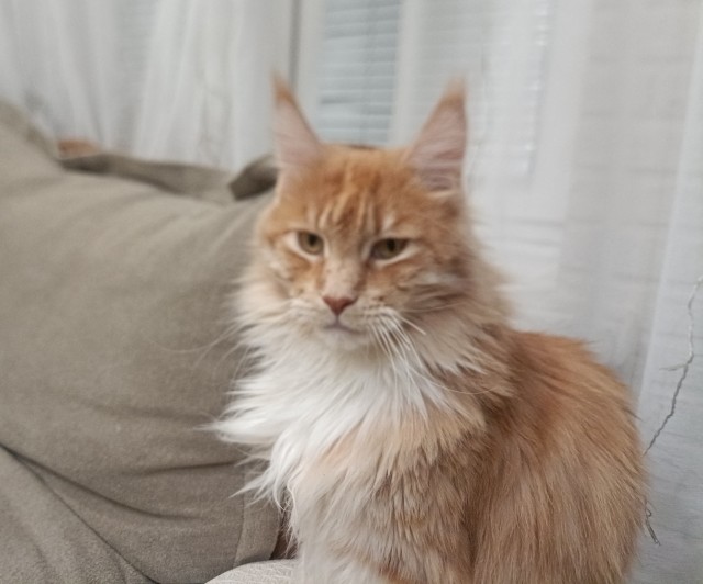 Котовторнику посвящается!