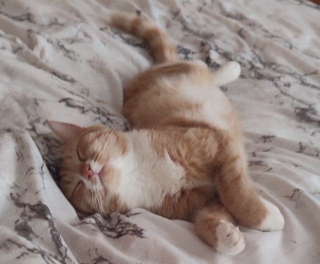 Хищник уснул с добычей