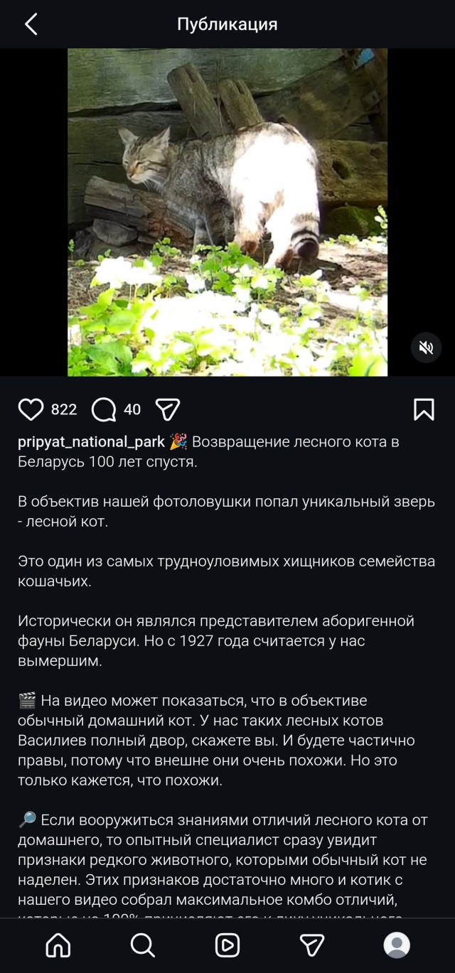 Поймали мародера