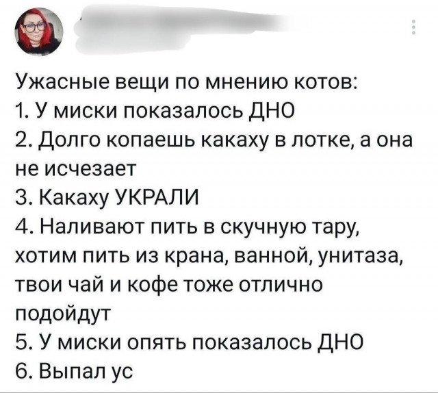 Будни кота
