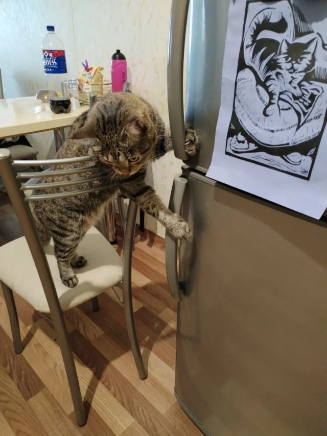Прибавление в котосемействе.