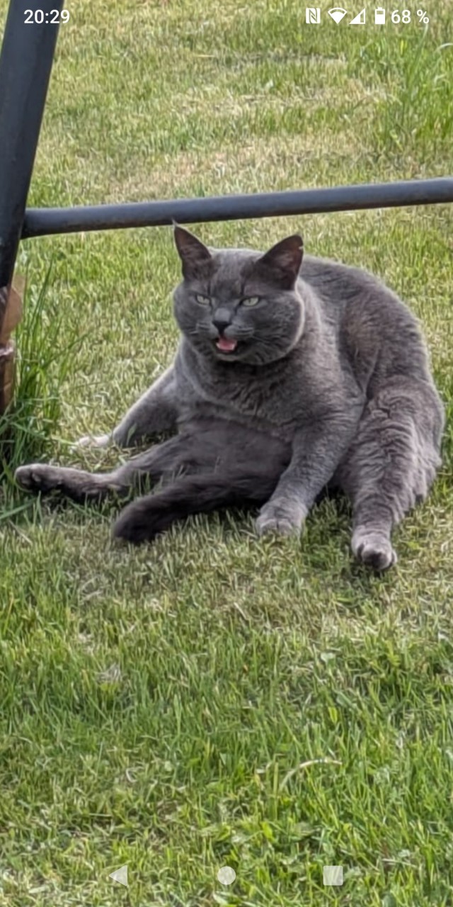 Ищу фото кота
